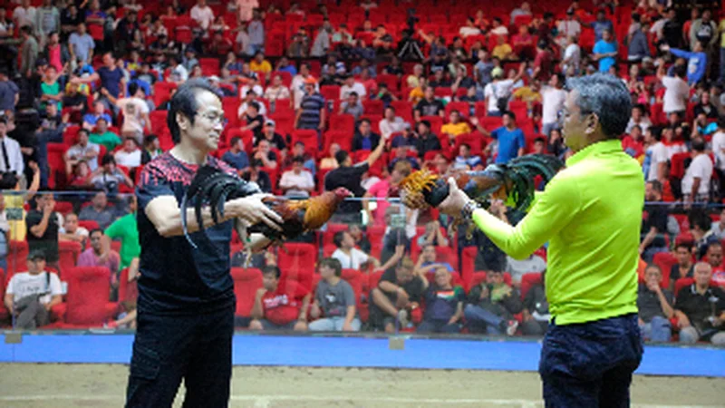 SWC & WPC Cockfighting Circuits | World Pitmasters Cup Guide