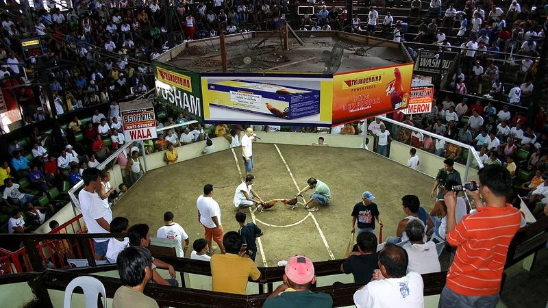 VIP Pit Privileges in Sabong | High Stakes Rultas & Lounges